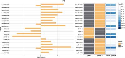 A BALB/c IGHV Reference Set, Defined by Haplotype Analysis of Long-Read VDJ-C Sequences From F1 (BALB/c x C57BL/6) Mice